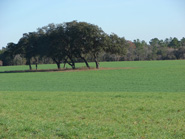 ocala horse country