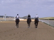 Thoroughbred track in flordia